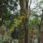 Movimento Ambiental Guardiõs Pela Vida