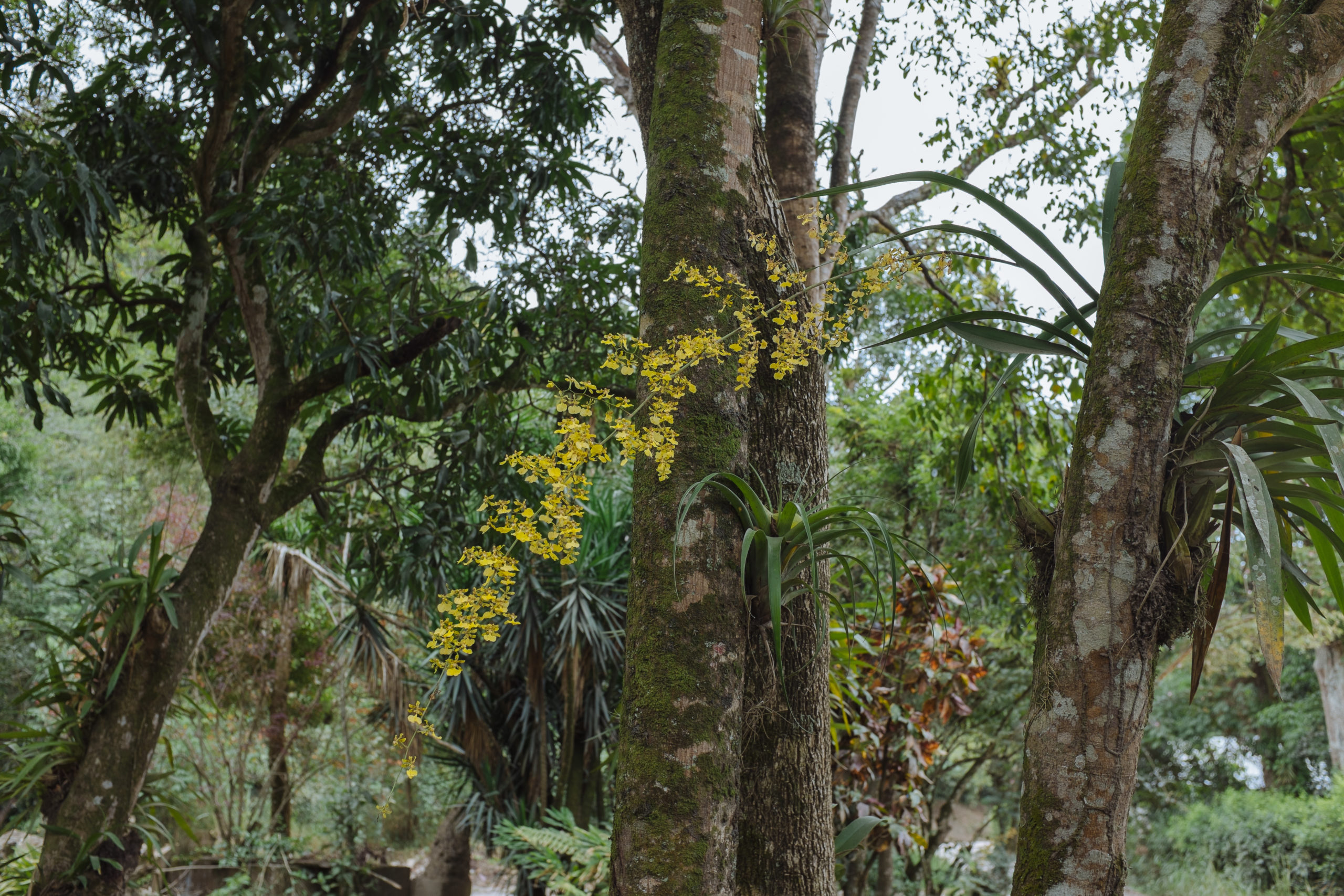 Movimiento Ambiental Guardianes por la Vida