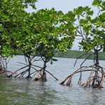 ONG Mother Nature Cambodia