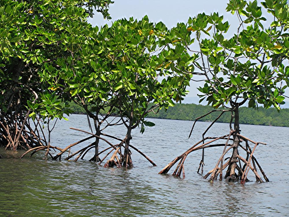 Mother Nature Cambodia