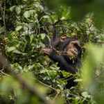 Guardiões de Virunga