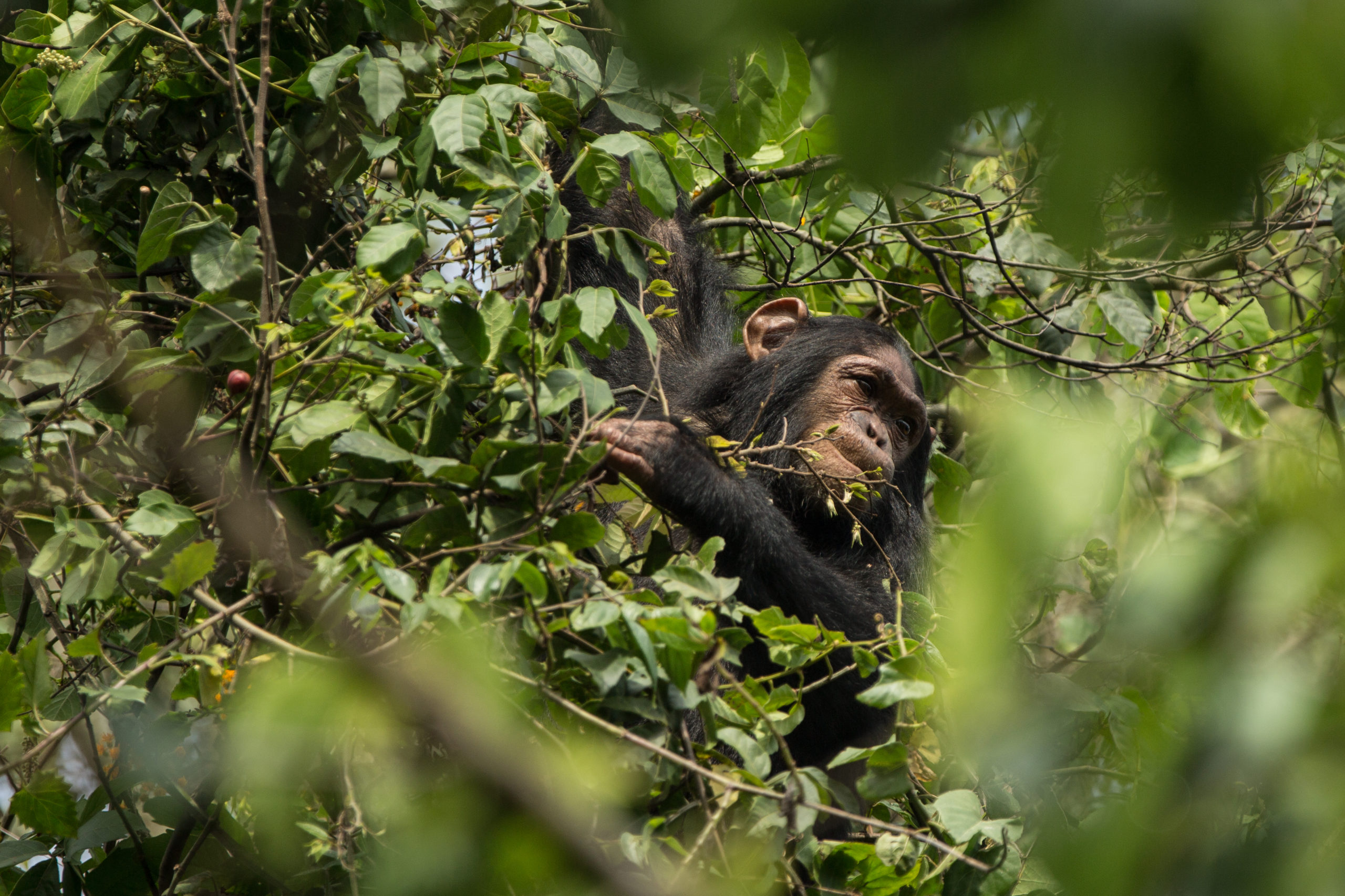 Virunga´s Rangers