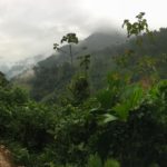 A Organização Gonawindúa Tayrona – OGT