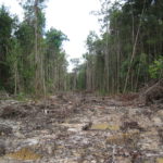 Indigenous Kinipan land rights defenders