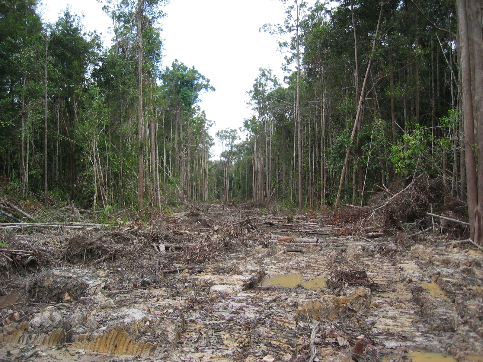 Indigenous Kinipan land rights defenders